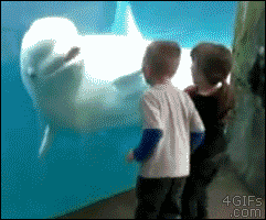 beluga_colere.gif