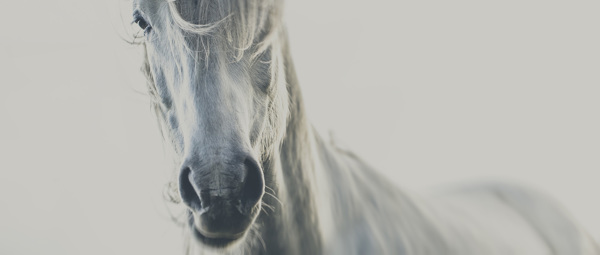 majestic-01.jpg