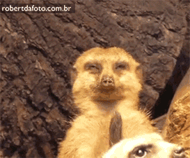 tumblr_n19g4bjgtW1s0mbfho1_400.gif