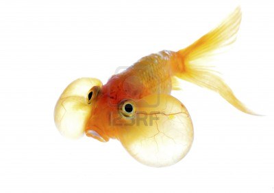 12185730-appel-des-yeux-bulle-de-poisson.jpg
