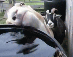 chevre.gif