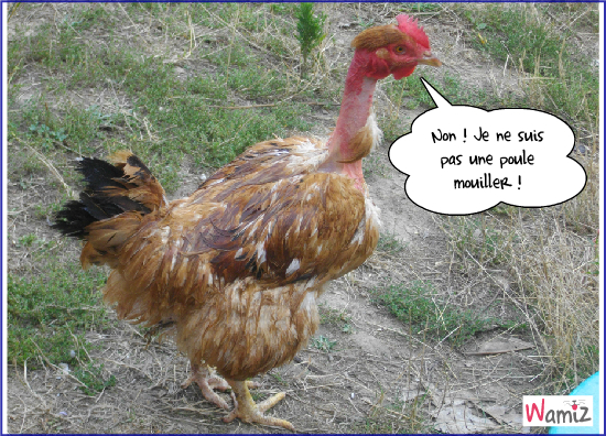 poule-mouiller-35372.jpg