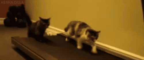 chatausport.gif