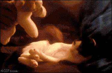 chatcalinpaluche.gif