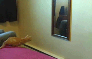 chatdansmiroir.gif