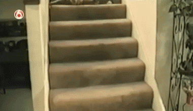 chatescalier.gif