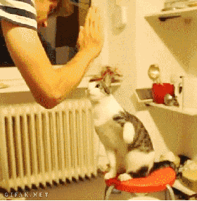 chatjoueur.gif