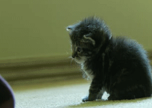chatmignon.gif