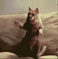 chatquidanse2.gif