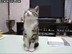 chatquisendore.gif