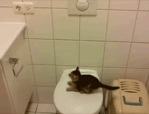 chatquiseramasse.gif
