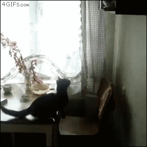 chatquiseramasse2.gif