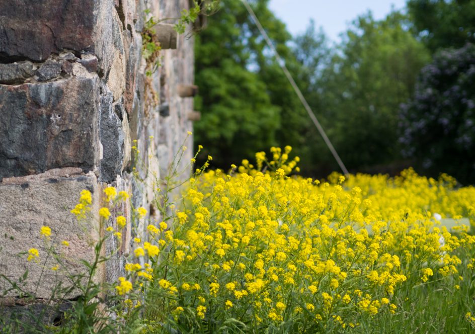 Kuvassa näkyy Suomenlinnan muuria ja keltaista ukonpalko-kasvillisuutta