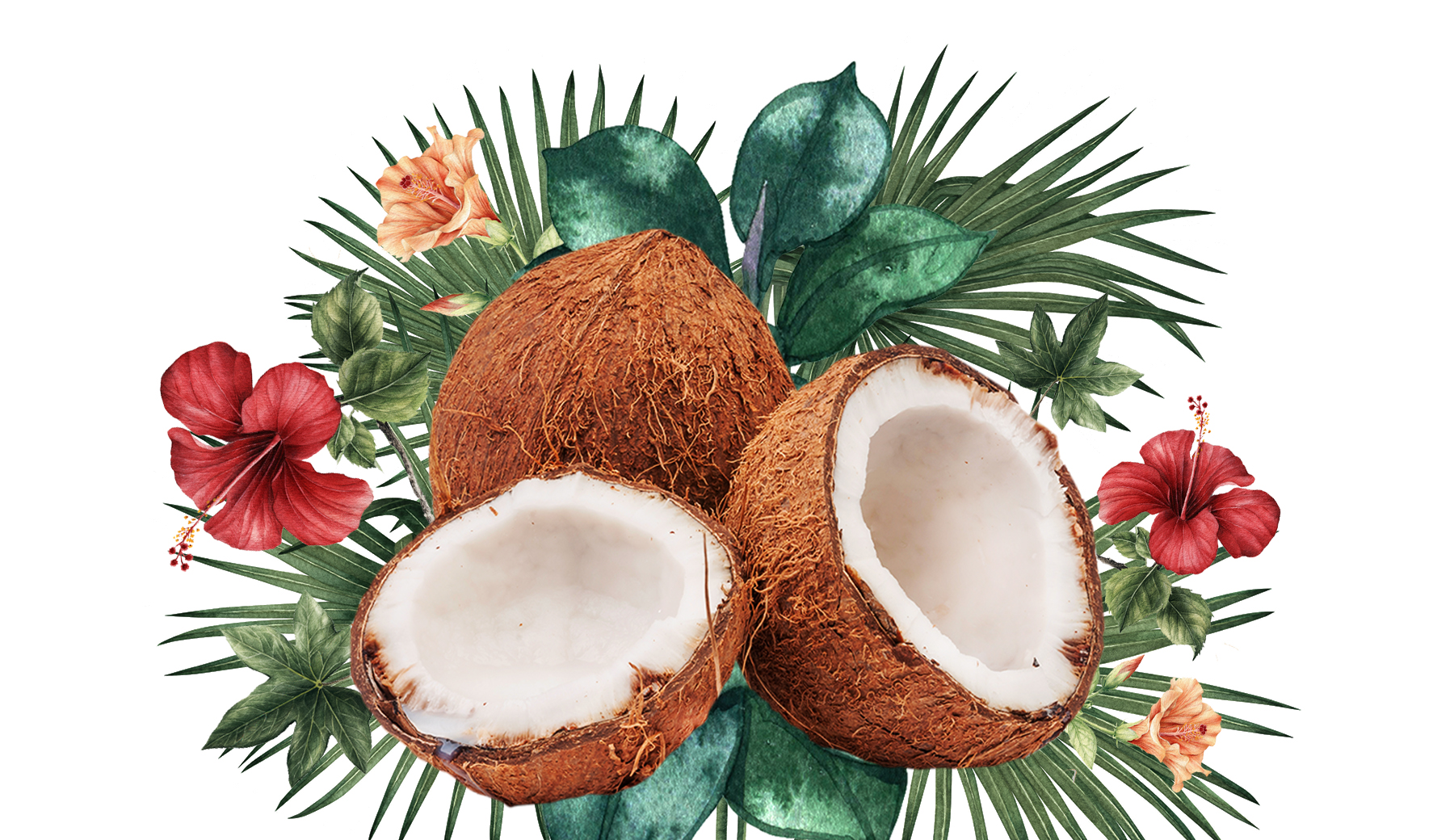 Cocco Cocco