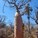 Baobab-tre på Madagaskar