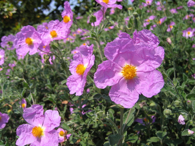 https://s3-eu-west-1.amazonaws.com/fs.siteor.com/nomak/paragraph/texts/photos/36076/large/cistus_incanus.jpg?1373300776