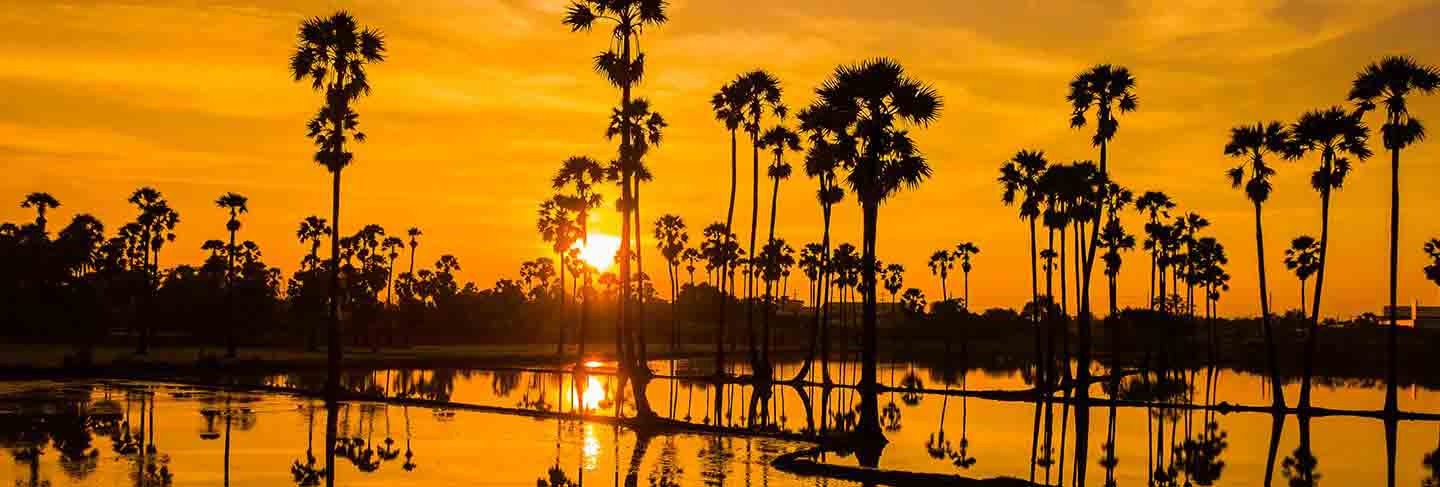 Aerial view of sugar palm tree with sunset sky