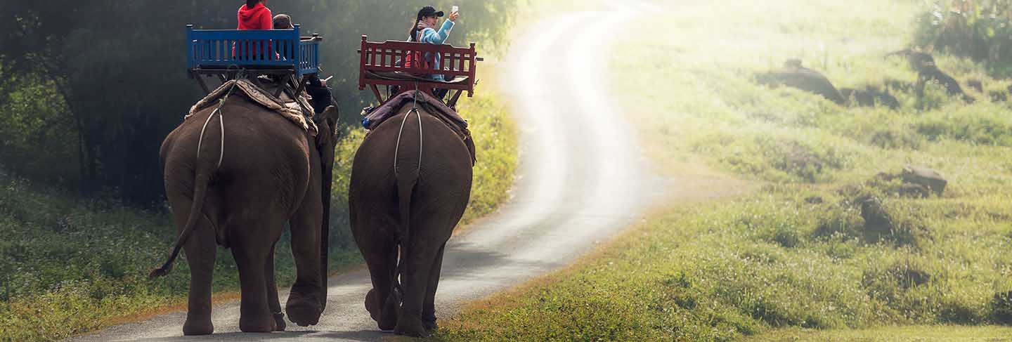 Elephant trekking through jungle