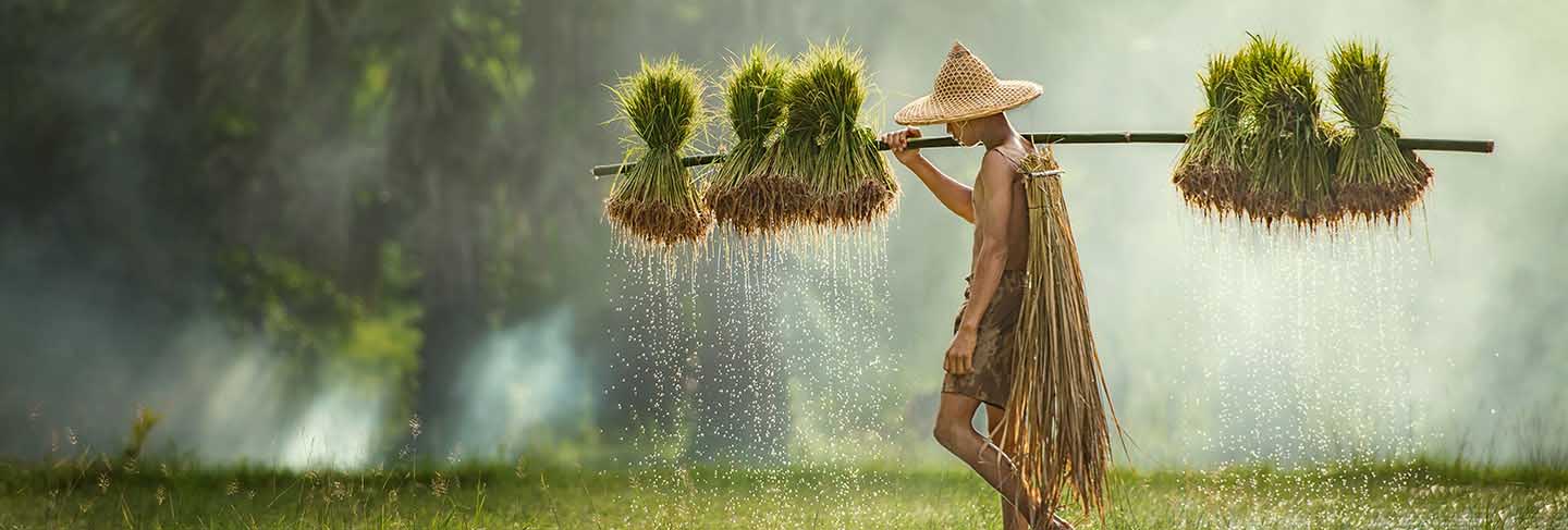 Farmers grow rice in the rainy season. they were soaked with water and mud to be prepared for planting