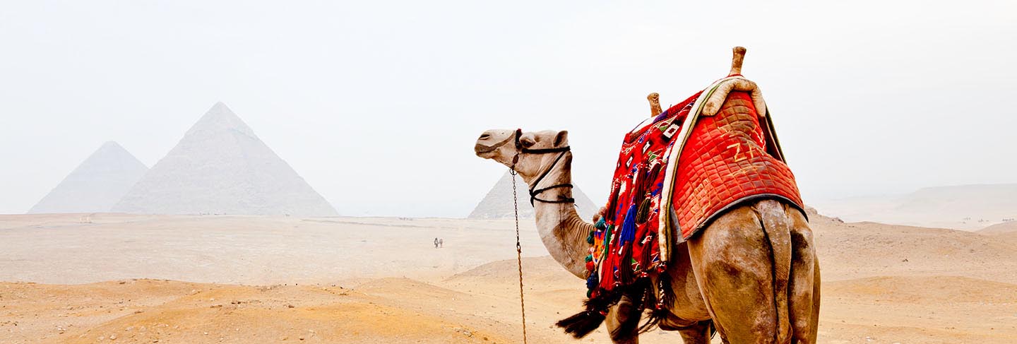 Camel and the pyramids of giza in egypt