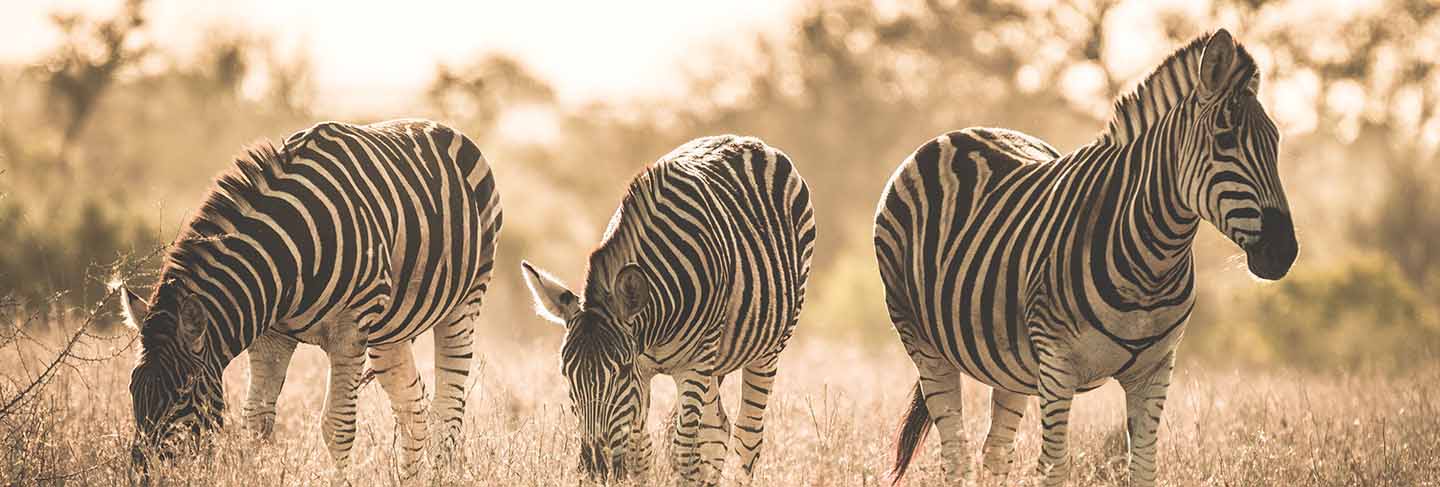 Herd of zebras grazing in the bush. wildlife safari in the kruger national park, major travel destination in south africa. toned image, vintage old retro style.