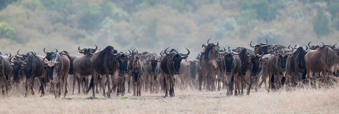 Herd of wildebeests in kenya