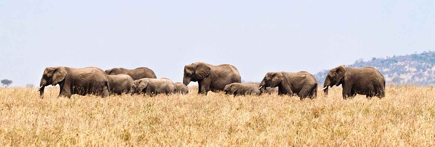 Elephants in serengeti national park, tanzania