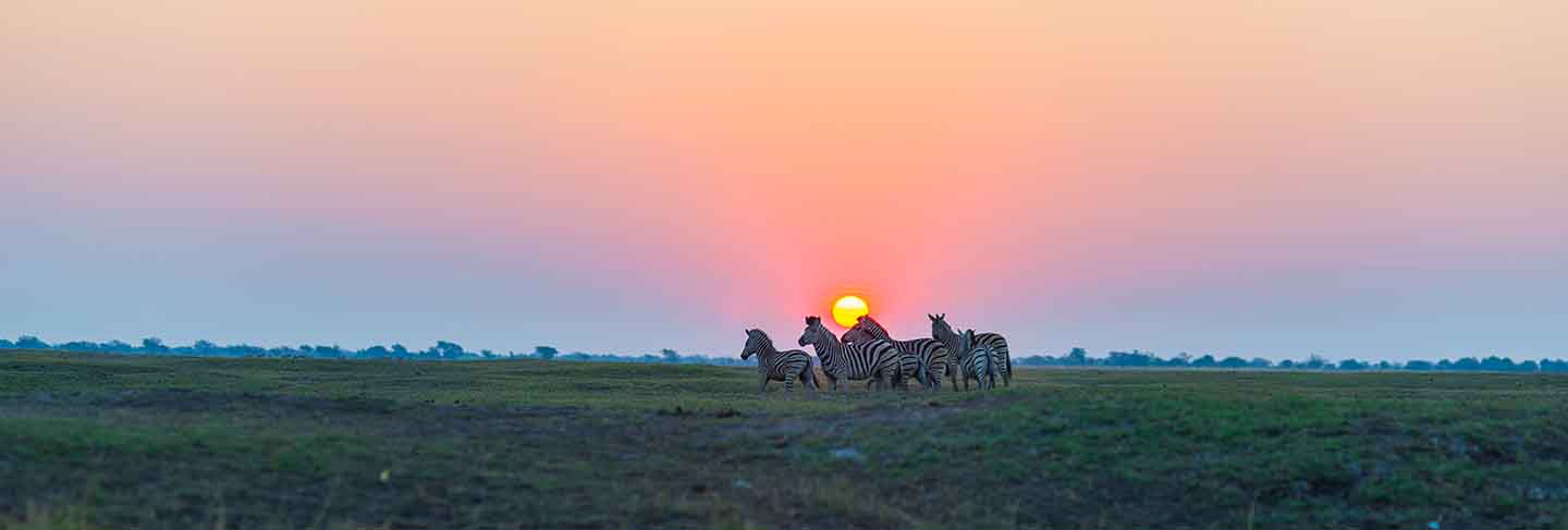 Herd of zebras walking in the bush in backlight at sunset. scenic colorful sunlight at the horizon. wildlife safari in the african national parks and wildlife reserves