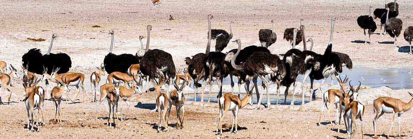 Ostriches in the nature habitat at etosha national park