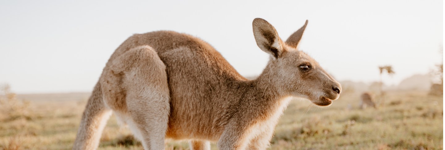 Beautiful picture of feral camels in australia. wild camels and dromedaries are eating bush in the outback.