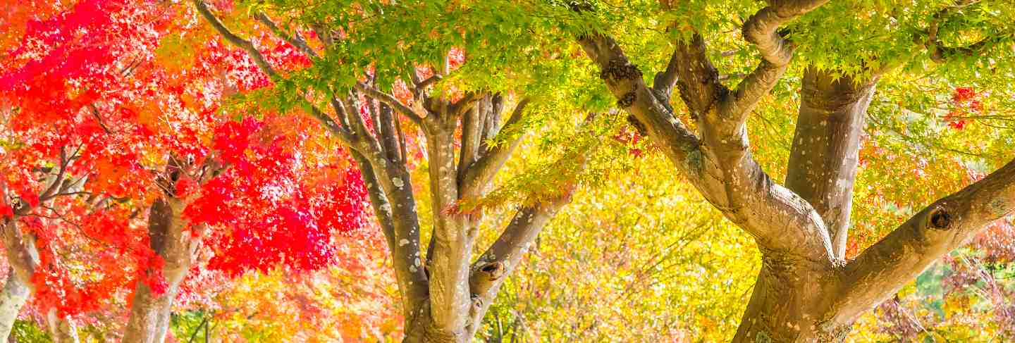 Beautiful red and green maple leaf on tree