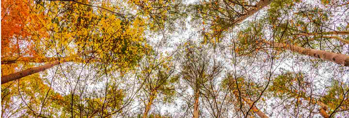 Maple tree