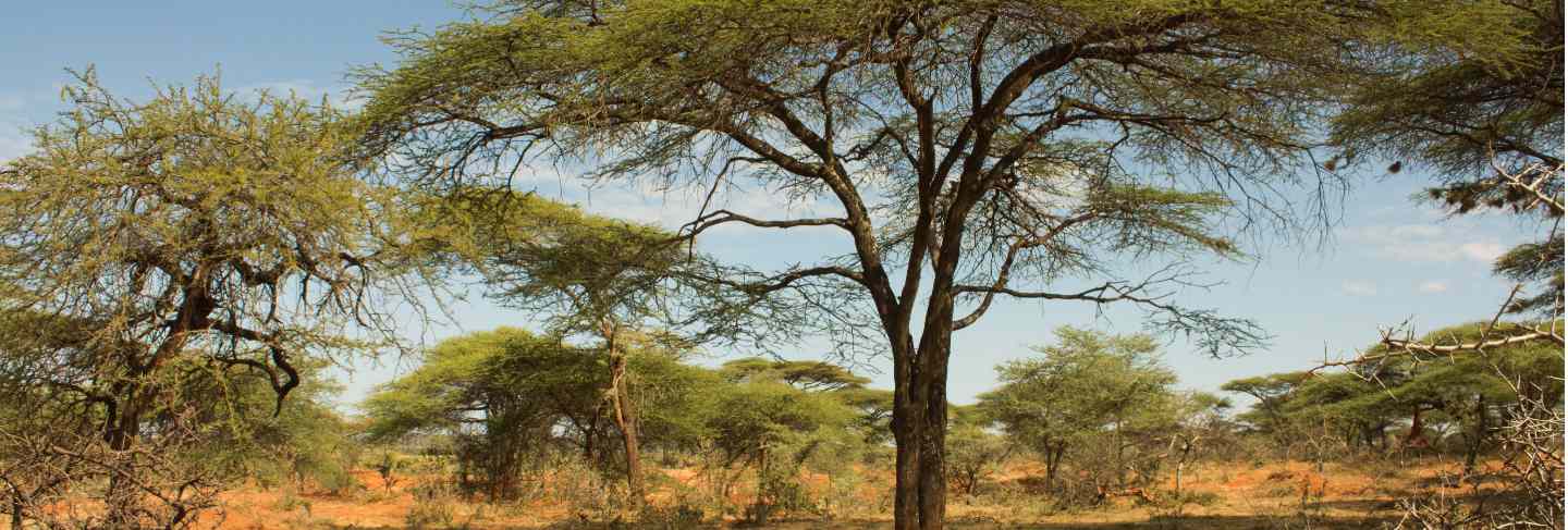 Ethiopian landscape