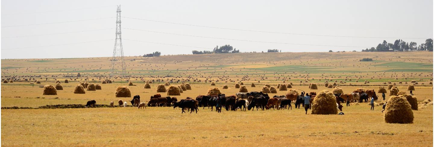 Golden ethiopian landscape, teff fields and tree