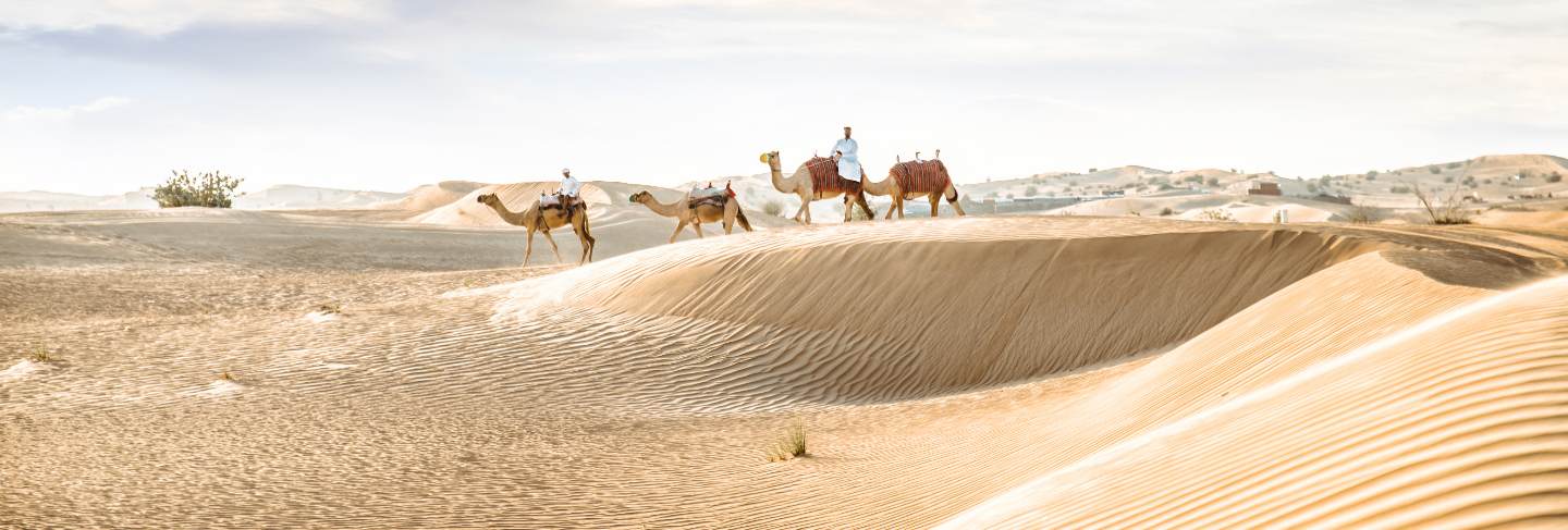 Man wearing traditional clothes, taking a camel out on the desert sand, in dubai