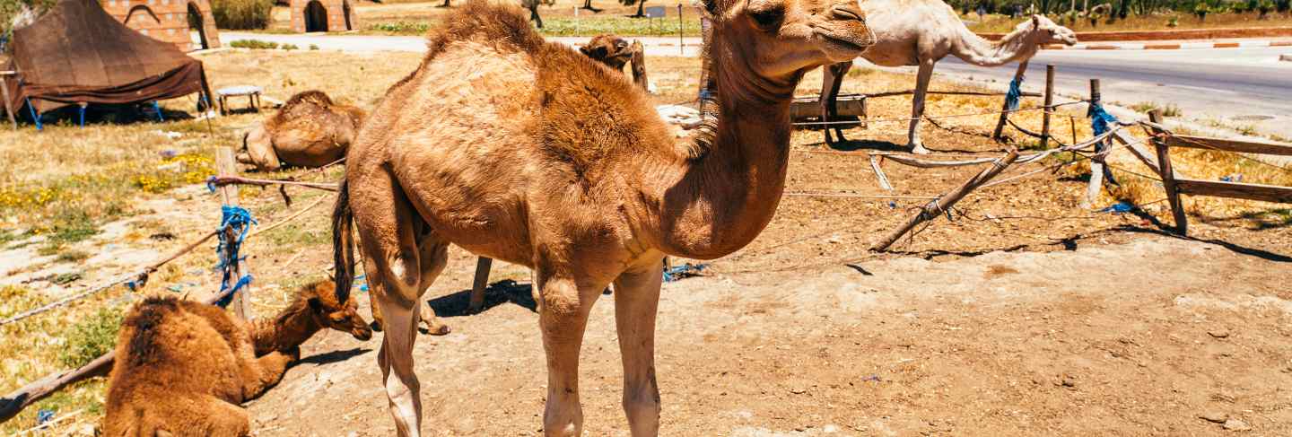 Camel and dromedary in mequinenza, near fez, morocco