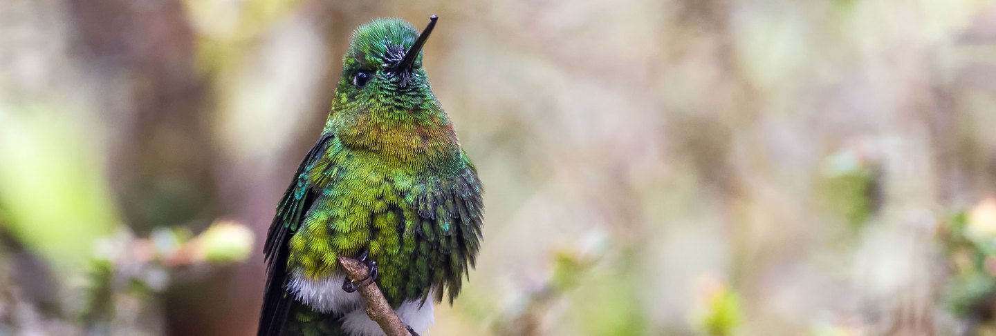 Golden-breasted puffleg perched on a tree branch