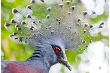 Victoria crowned pigeon (goura victoria) close up