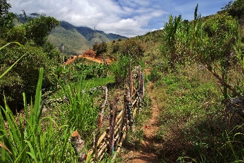 The tracking in valley of wamena, papua,