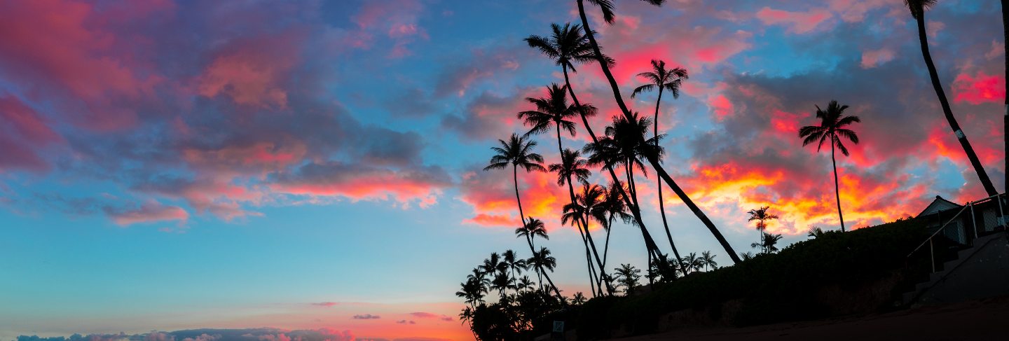 Beautiful panorama of tall palm trees and amazing breathtaking red and purple clouds in the sky