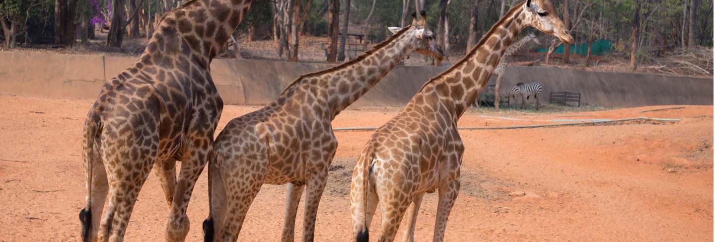 Giraffe (giraffa camelopardalis)