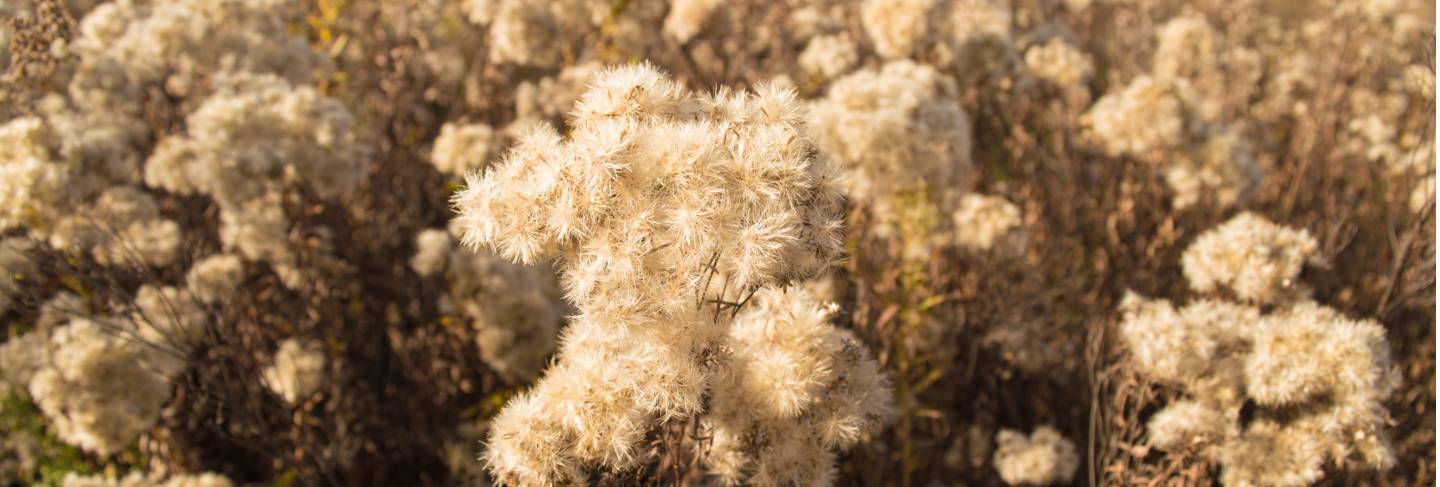 Dry shrubs of dried flowers