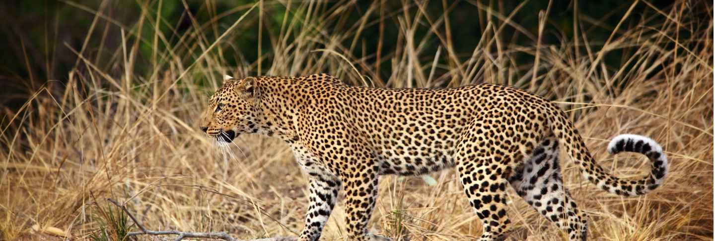 Leopard portrait