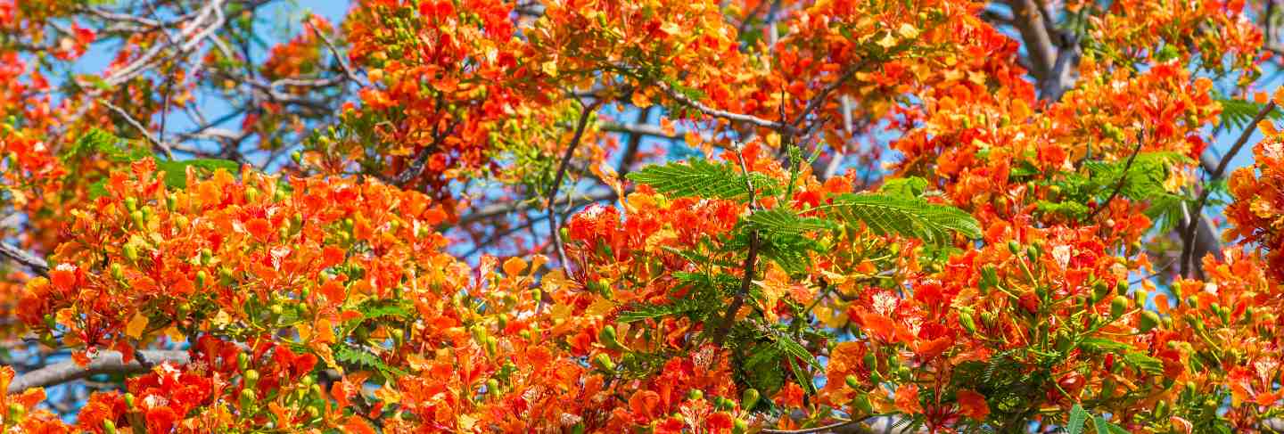 Royal poinciana tree