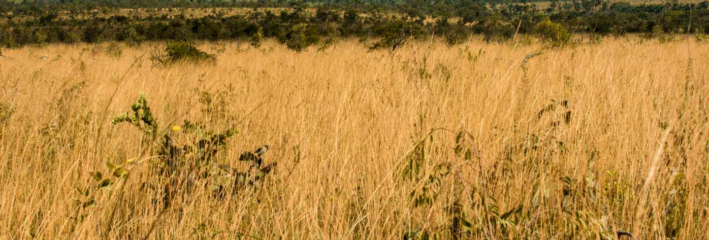 Mateiros, tocantins, brazil: meadow of jalapao lands and large mountain range