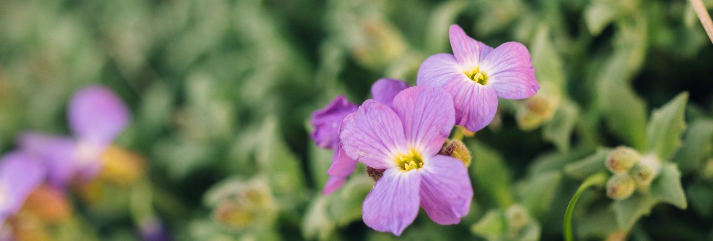 Close up bud of purple aubrietia