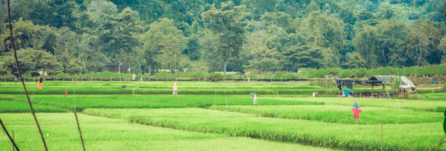 Natural landscape with green herbs