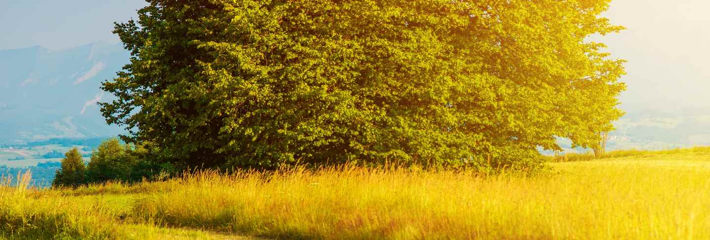 Trees on a hill