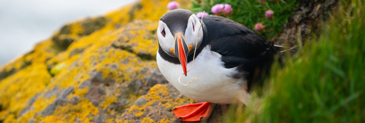 Wild atlantic puffin seabird in the auk family