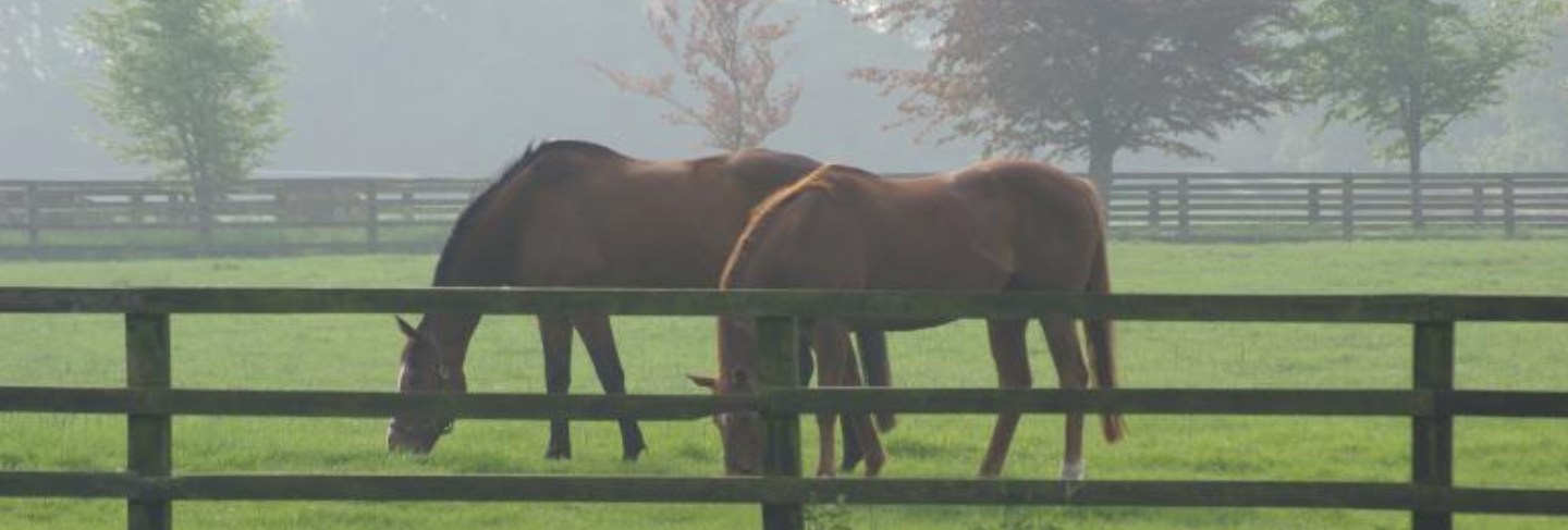 Grazing